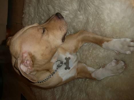 Staffordshire bull terrier (engelsk) Zenna billede 1