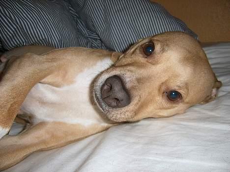 Staffordshire bull terrier (engelsk) Zenna - ...man er vel ikke hygge hund for ingenting.. billede 2