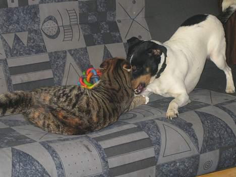 Dansk svensk gaardhund Bølle - Bølle mufler katten! billede 16