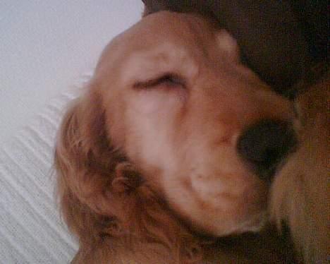 Cocker spaniel *William* Er aflivet !:( - Den lille trold sover=) billede 9