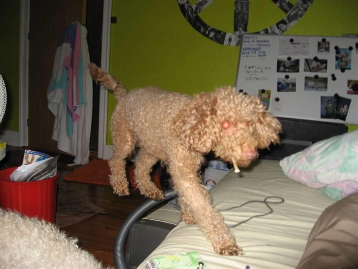 Dværgpuddel Ludvig - Ludvig i fuld spring... billede 7