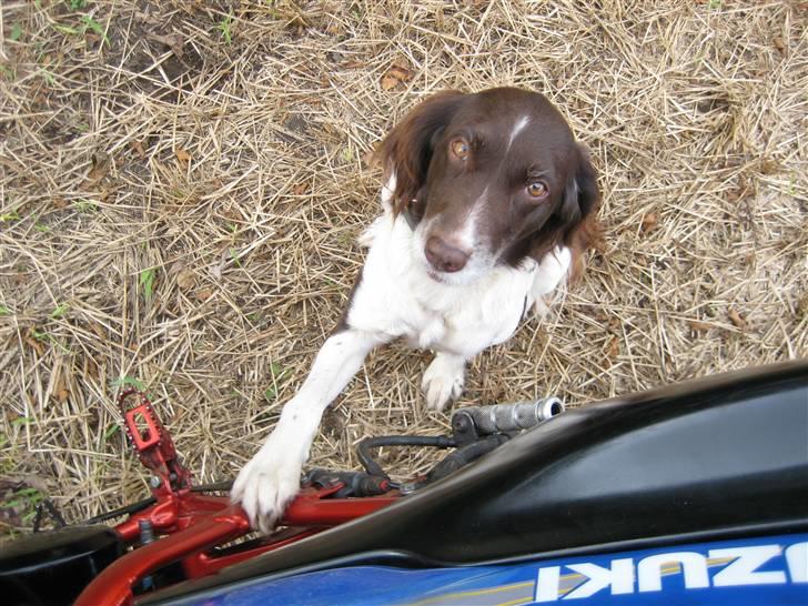 Kleiner münsterländer Tasha - hej hej... billede 1