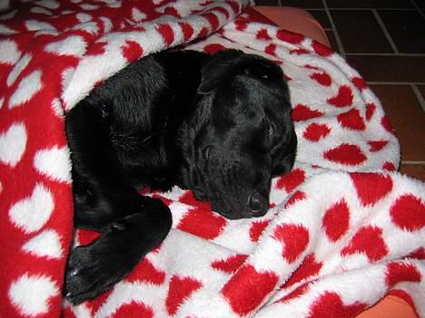 Labrador retriever Nemo billede 11