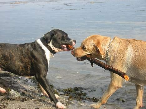 Amerikansk bulldog VBA's Kela R.I.P 2011 - Som venner vi dele..:-) billede 16