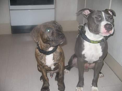 Amerikansk staffordshire terrier Tyson R.I.P - Tyson der smiler.. :D (nyser) billede 8