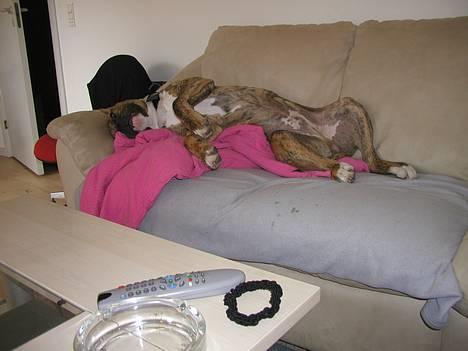 Amerikansk bulldog Jason - HVAD billede 8