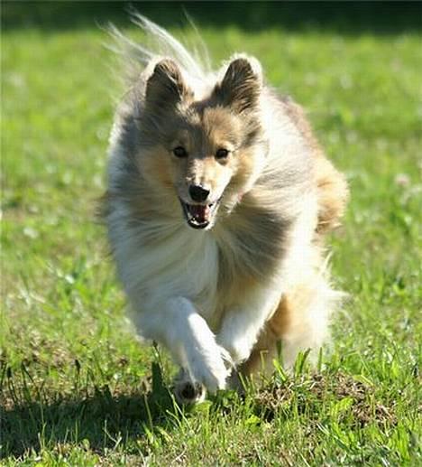 Shetland sheepdog Cassie - En "gammel" dame på 9 år men stadig fuld af sjov og fart billede 1