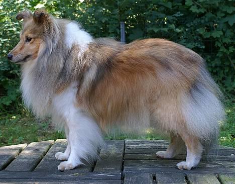 Shetland sheepdog Cassie billede 2