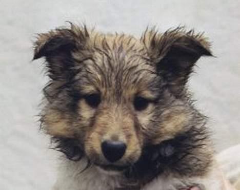 Shetland sheepdog Cassie billede 3