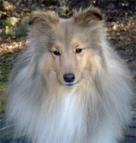 Shetland sheepdog Cassie billede 4