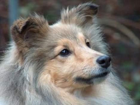 Shetland sheepdog Cassie billede 5