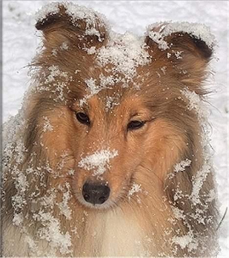 Shetland sheepdog Cassie billede 6