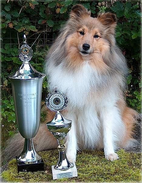 Shetland sheepdog Cassie billede 7