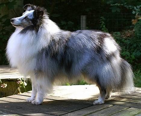 Shetland sheepdog Dumbo billede 2