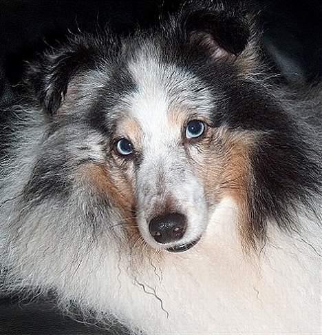 Shetland sheepdog Dumbo billede 3