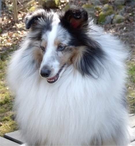 Shetland sheepdog Dumbo billede 4