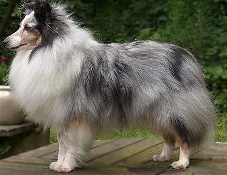 Shetland sheepdog Dumbo billede 5