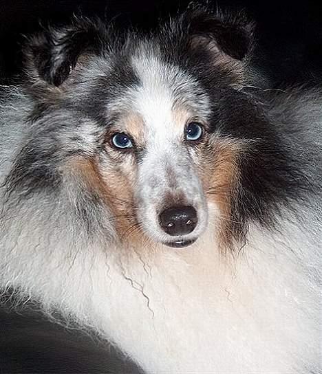 Shetland sheepdog Dumbo billede 6