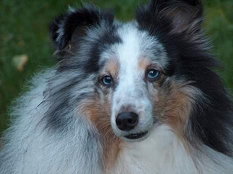 Shetland sheepdog Dumbo billede 7