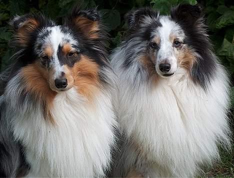 Shetland sheepdog Dumbo - Dumbo (t.h) og hans allerbedste kammerat Sofus billede 8