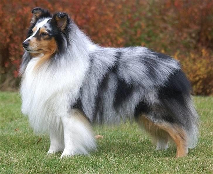 Shetland sheepdog Sofus - DKCH Tysk VDH og klubchampion BIS Hjerl Hede - Pomking Dream Come True billede 2