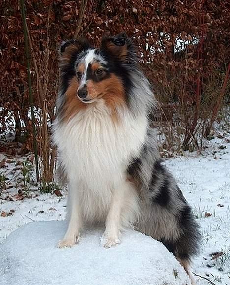 Shetland sheepdog Sofus billede 3