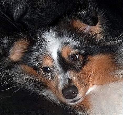 Shetland sheepdog Sofus billede 5