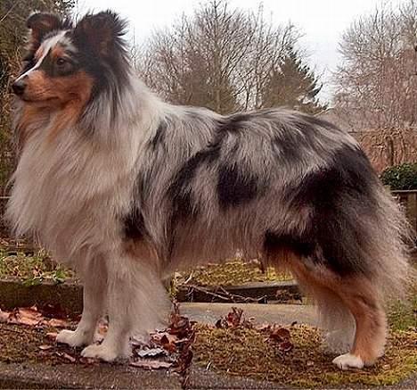 Shetland sheepdog Sofus billede 8