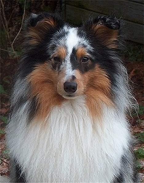 Shetland sheepdog Sofus billede 9