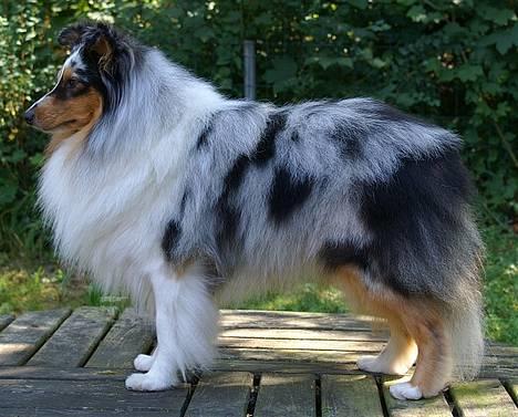 Shetland sheepdog Sofus - Her er Sofus blevet 2 år gammel billede 10