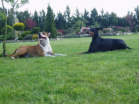 Amerikansk staffordshire terrier Hannibal billede 7