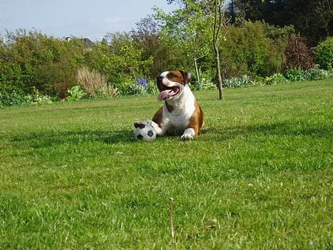 Amerikansk staffordshire terrier Hannibal billede 8