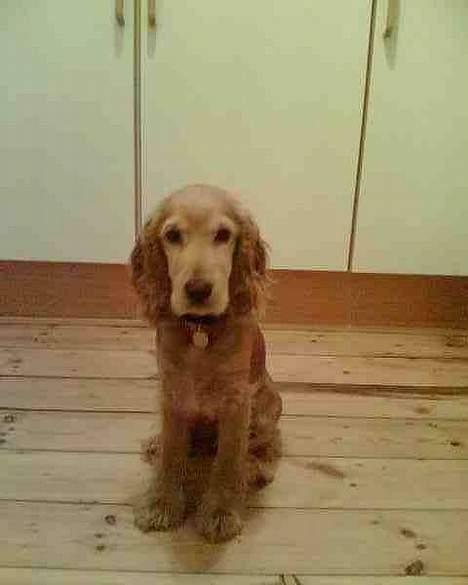 Cocker spaniel *William* Er aflivet !:( - Fra den 16/1-2006. billede 10
