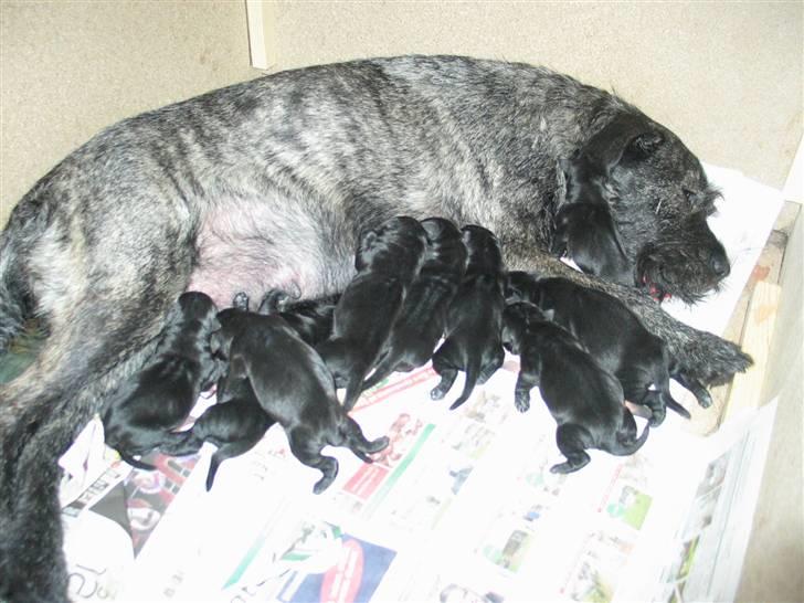 Blanding af racer Nikita  - Nu er alle hvalpene kommet 11 stk ialt  billede 7