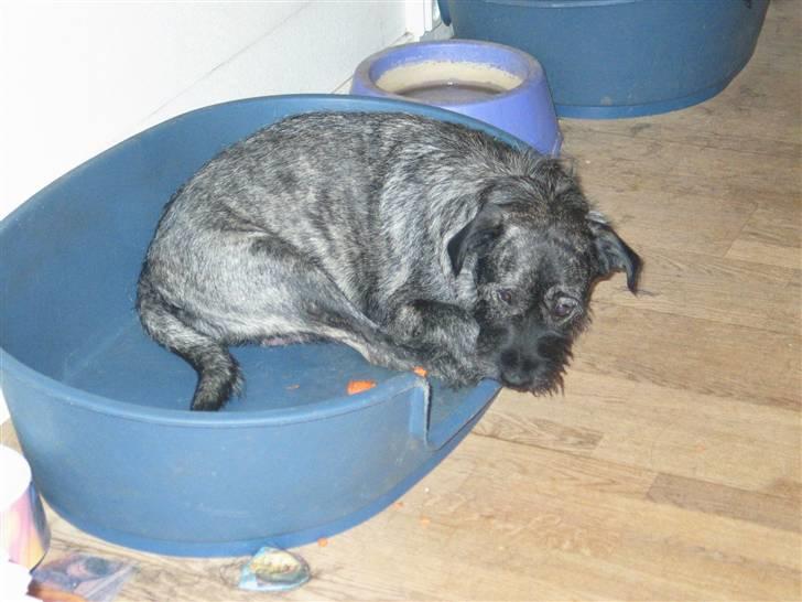 Blanding af racer Nikita  - Er jeg ikke sød og tyk bare de snart kommer ud ( 21-11-07) billede 8