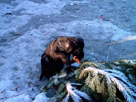 Blanding af racer Nikita  - Jeg har hugget Bastians pind nu gemmer jeg mig  billede 9