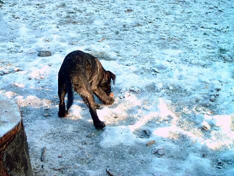 Blanding af racer Nikita  - Jeg må hellere tage den og løbe min vej  billede 10