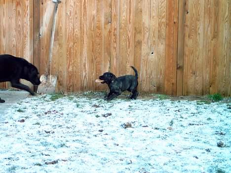 Blanding af racer Nikita  - Hjælp nu kommer Bastian billede 11