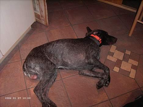 Korthåret hønsehund Sako billede 5