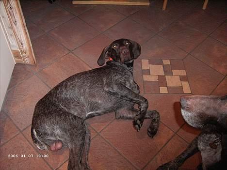 Korthåret hønsehund Sako billede 6