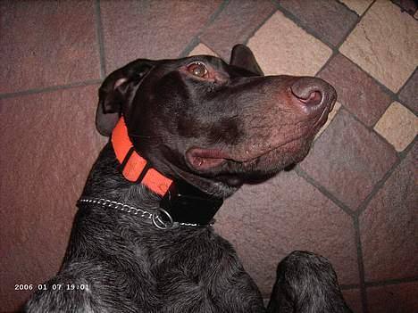 Korthåret hønsehund Sako billede 7