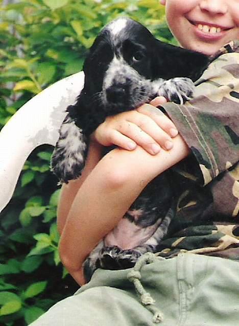 Cocker spaniel Antali' Ronja :b - ronja som baby d; billede 7