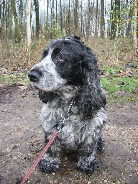 Cocker spaniel Antali' Ronja :b - på gåtur. billede 8