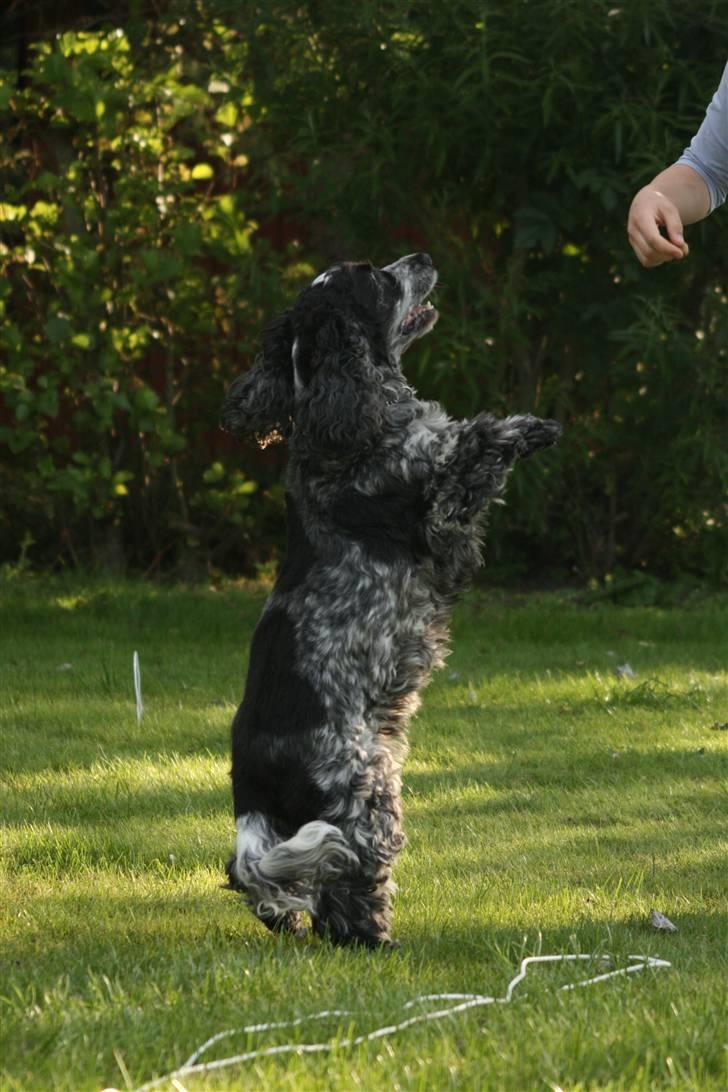 Cocker spaniel Antali' Ronja :b - nok en af de eneste tricks hun kan d; billede 9
