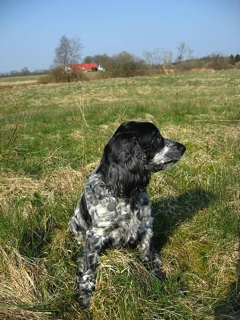 Cocker spaniel Antali' Ronja :b - på gåtur (: billede 10