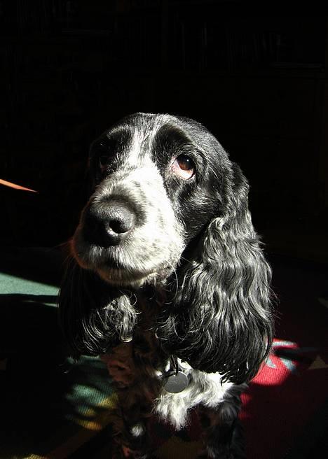 Cocker spaniel Antali' Ronja :b billede 11