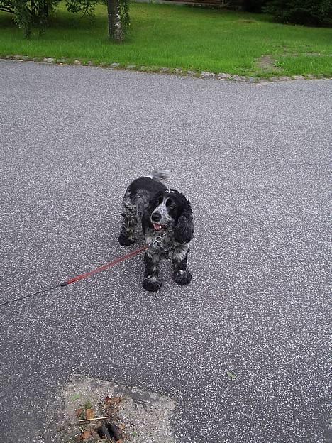 Cocker spaniel Antali' Ronja :b - gammelt billede d: billede 12