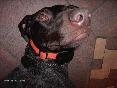 Korthåret hønsehund Sako billede 8