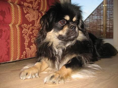 Tibetansk spaniel Sommerlyst´s Kham-Pa Zeus - Afslapning derhjemme :-) billede 4