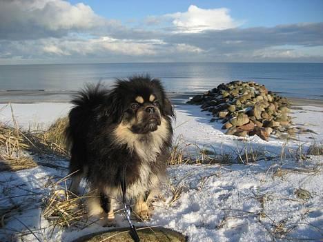 Tibetansk spaniel Sommerlyst´s Kham-Pa Zeus - Her ved en snebeklædt strand i Sæby :-) billede 5